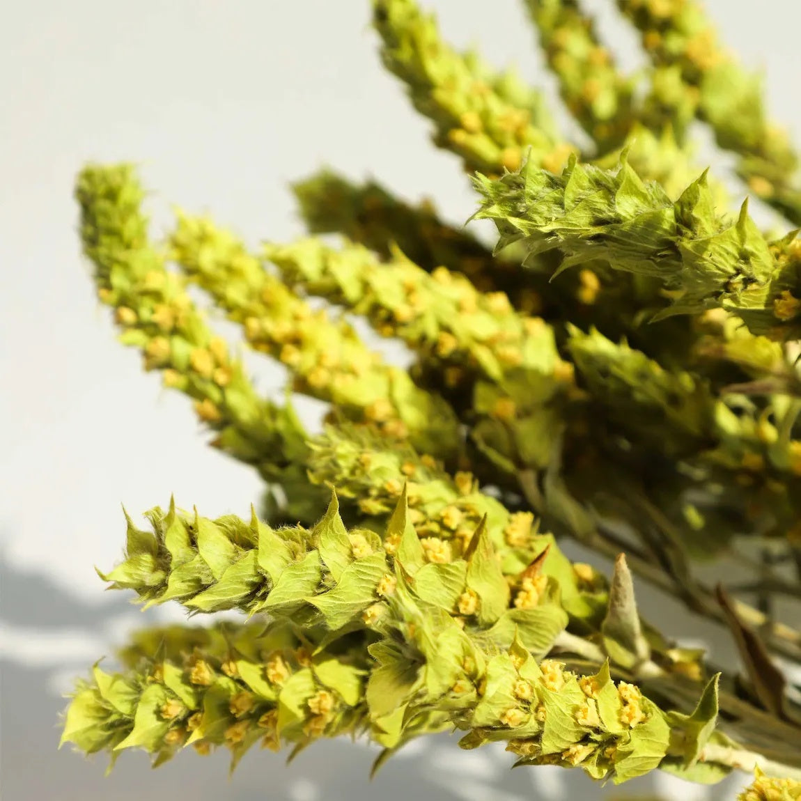 Katerina und das Geheimnis des Bergtees - eine Geschichte